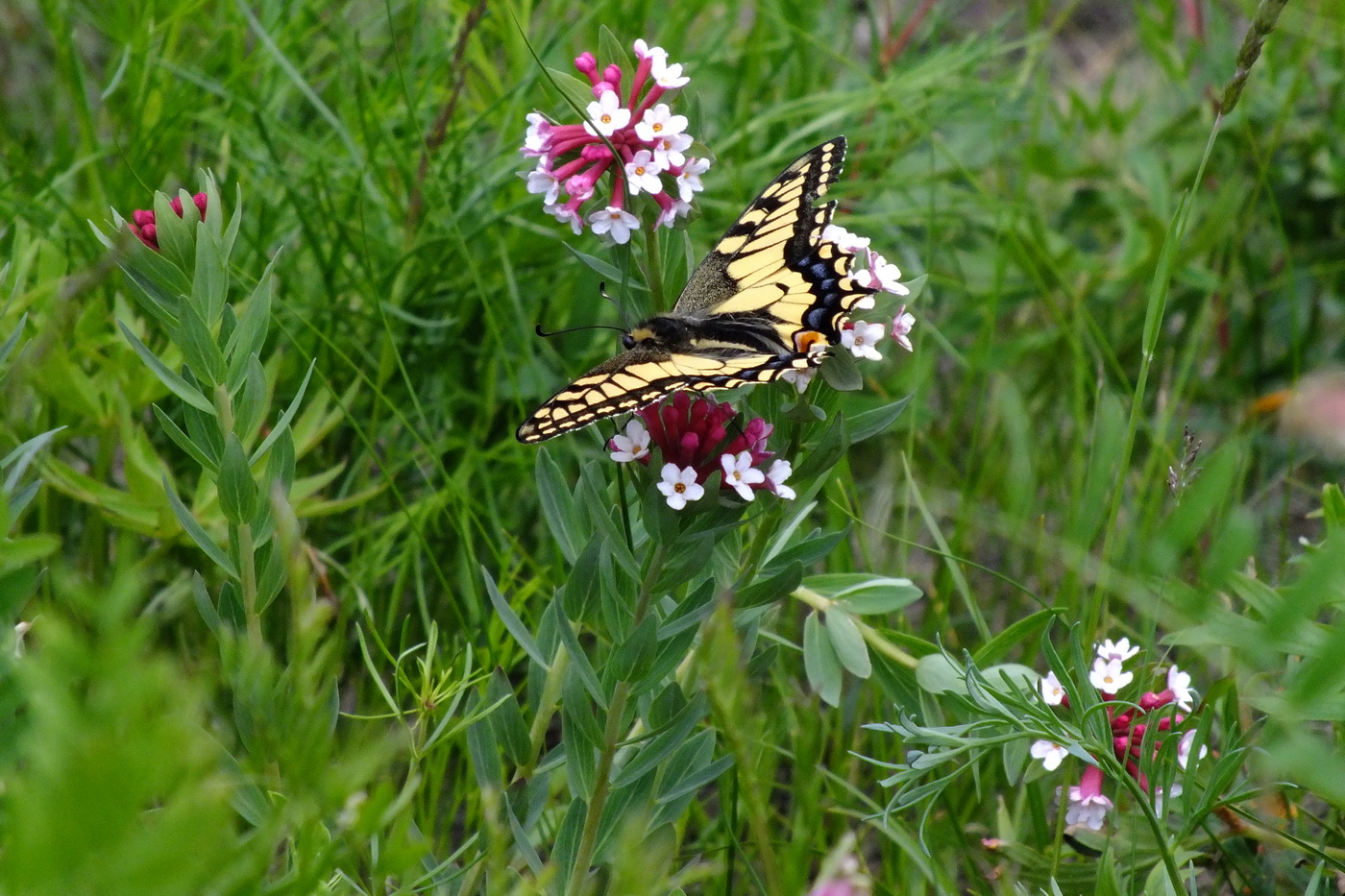 Image of Stellera chamaejasme specimen.