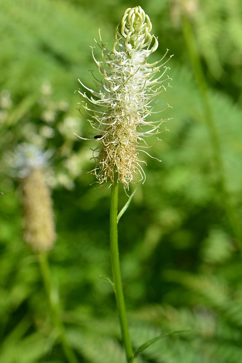 Изображение особи Phyteuma spicatum.