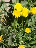 genus Taraxacum