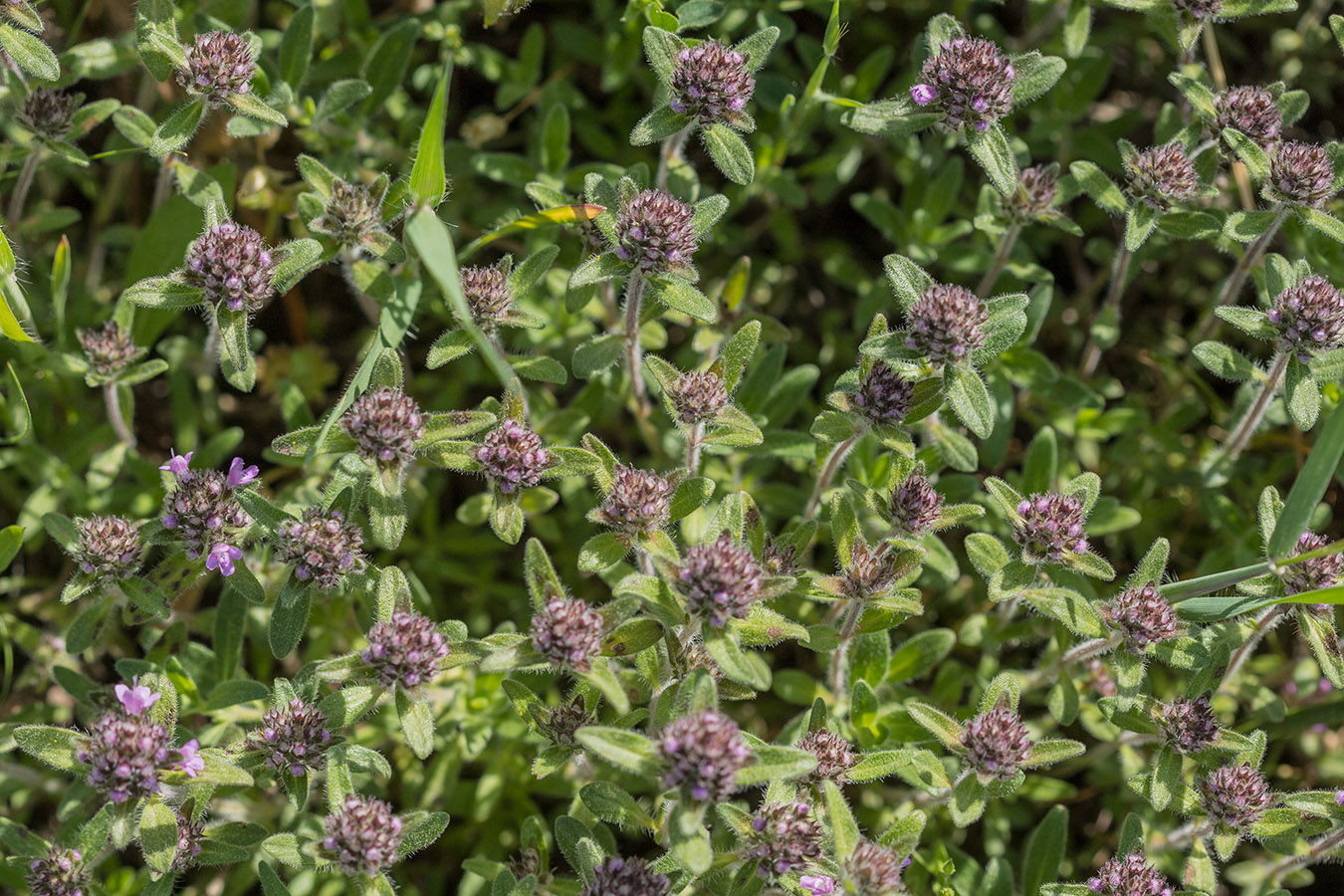 Image of Thymus markhotensis specimen.