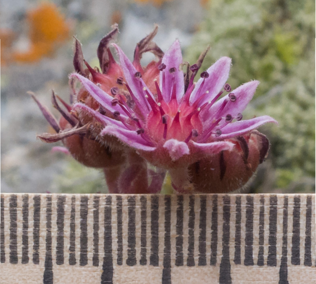 Image of Sempervivum pumilum specimen.