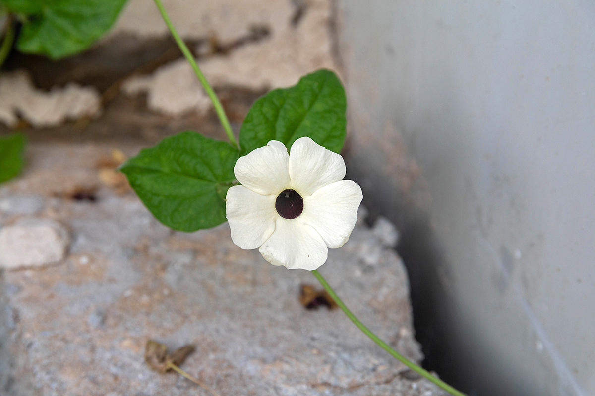 Image of Thunbergia alata specimen.