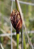 genus Juncus. Верхушка побега с соплодием. Греция, Эгейское море, о. Сирос, сев. часть острова, лощина в горах. 26.04.2021.