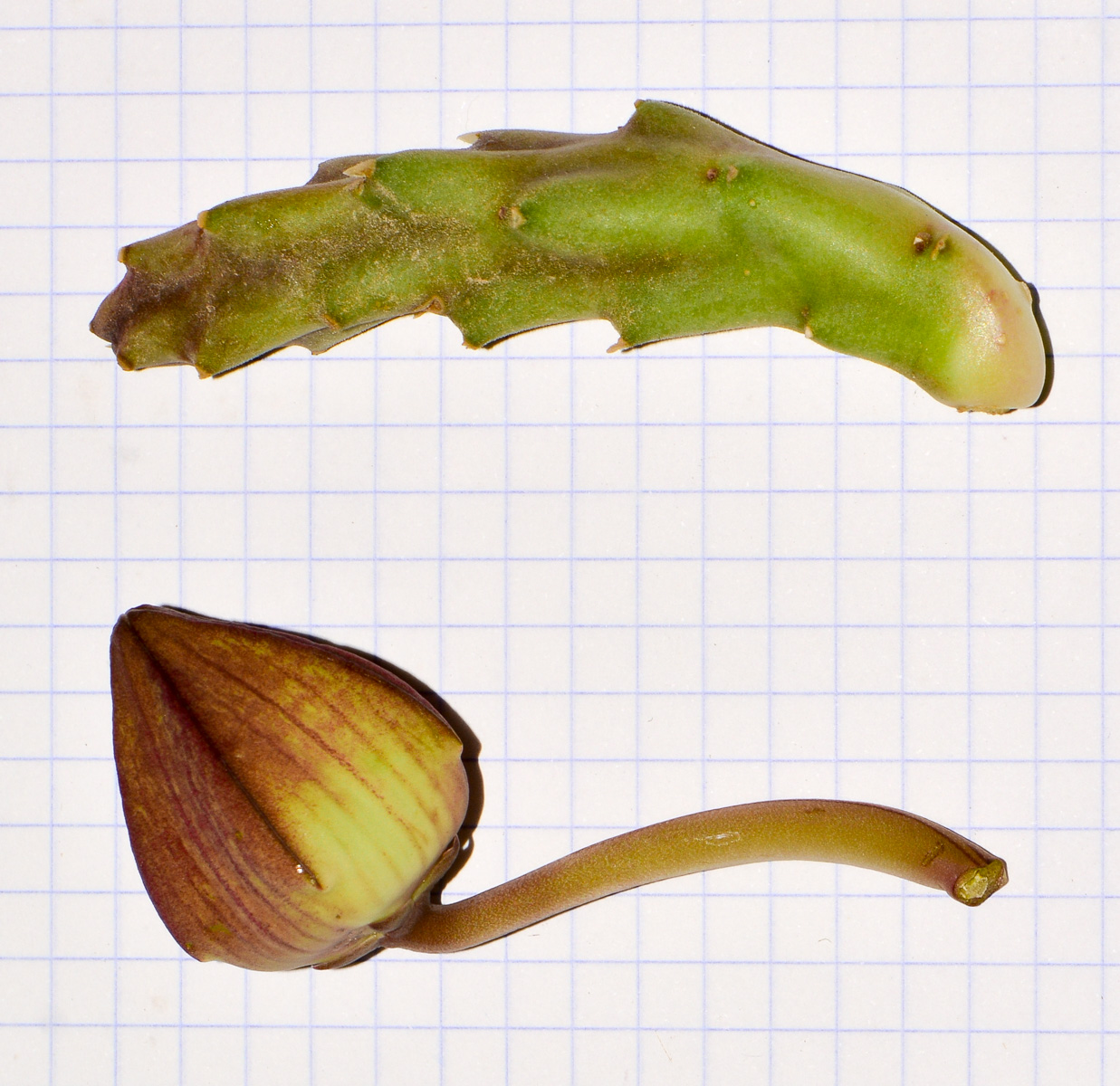 Image of genus &times; Orbelia specimen.