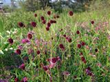 Sanguisorba officinalis. Верхушки побегов с соцветиями. Магаданская обл., окр. г. Магадан, разнотравная поляна у дороги с Trifolium lupinaster и др. растениями. 04.08.2020.