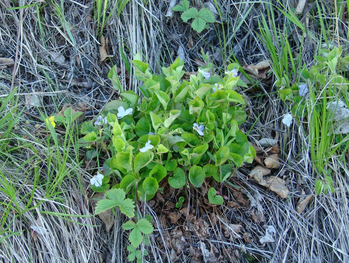 Изображение особи Viola sacchalinensis.