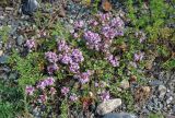 genus Thymus