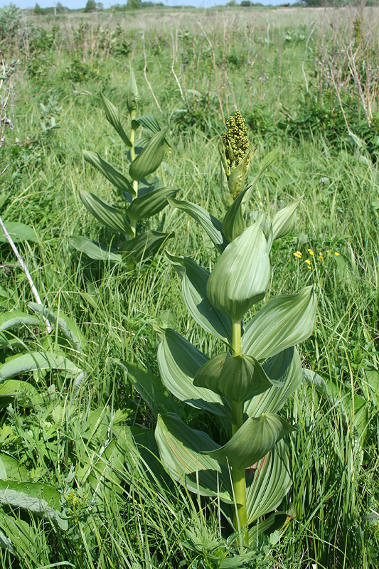 Image of Veratrum lobelianum specimen.