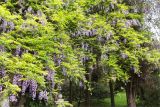 Wisteria sinensis. Часть кроны цветущего растения. Краснодарский край, г. Сочи, парк \"Дендрарий\", невдалеке от южного входа в парк, в культуре. 11.05.2021.