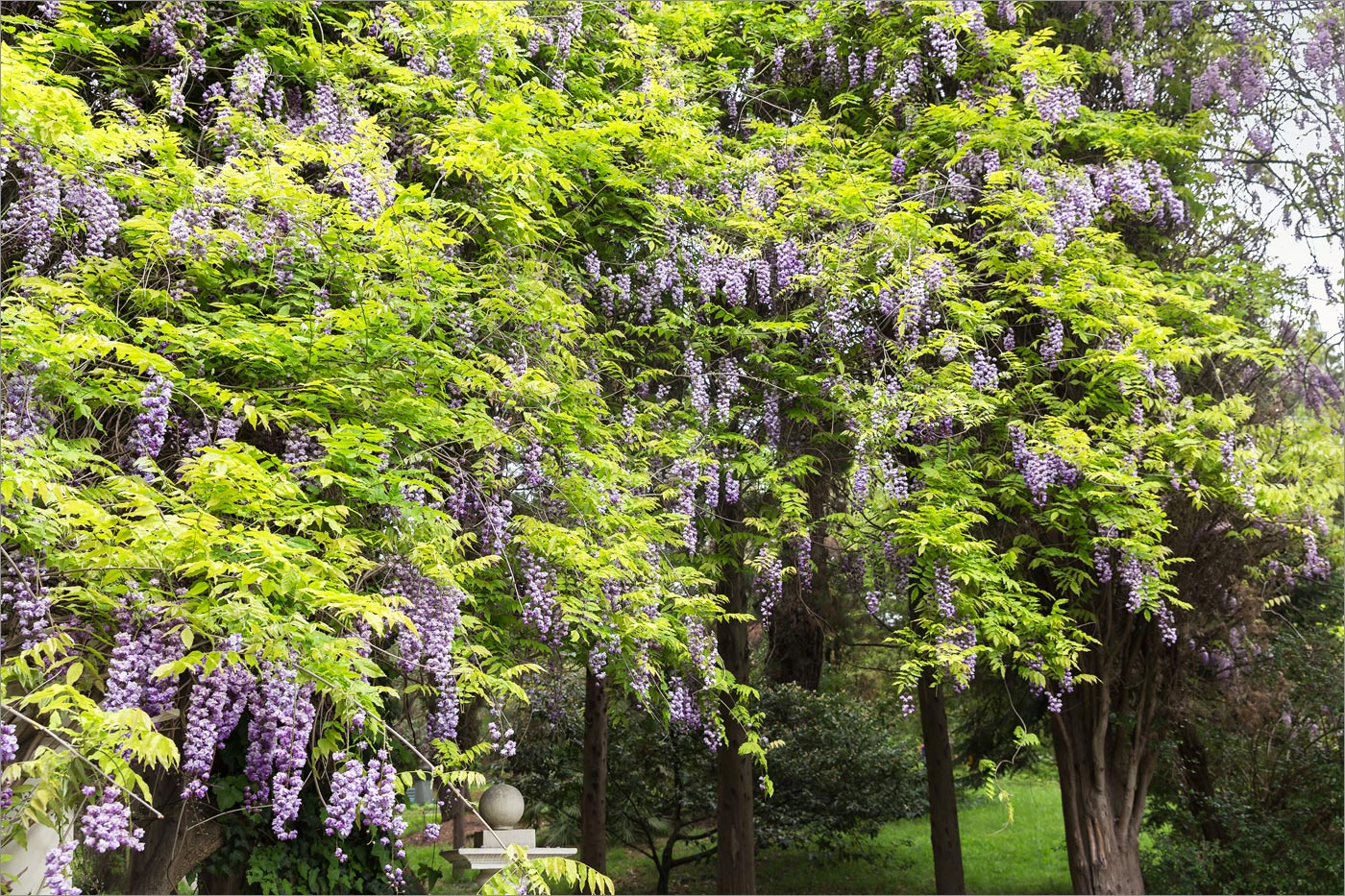 Image of Wisteria sinensis specimen.