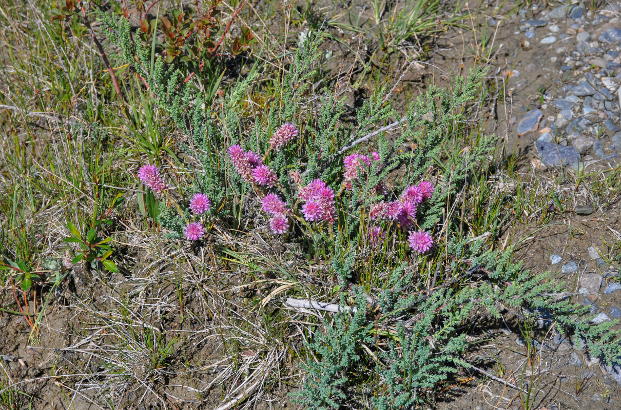 Image of Myricaria squamosa specimen.