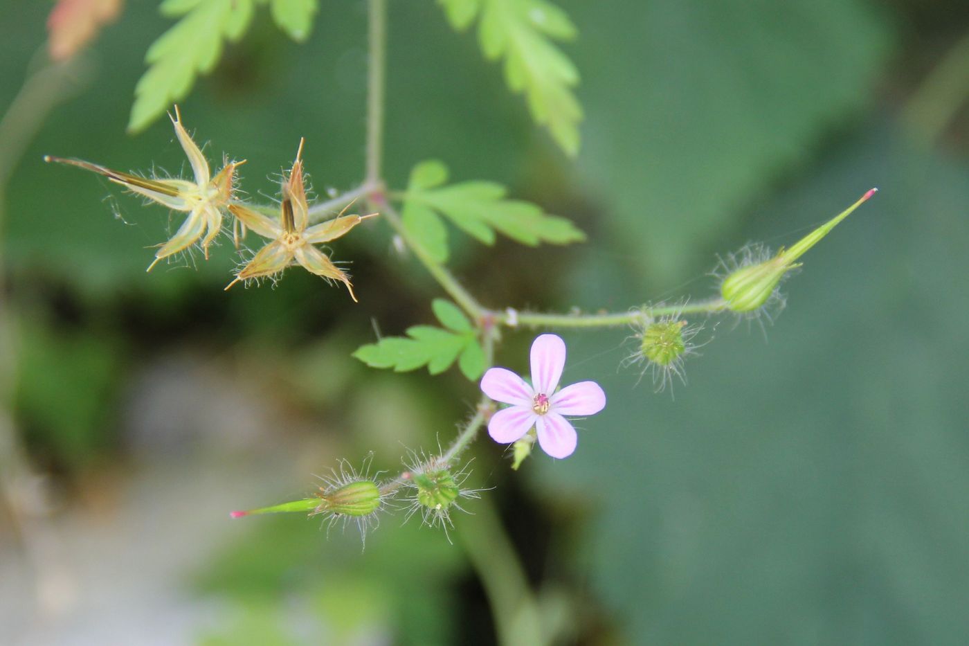 Изображение особи Geranium robertianum.