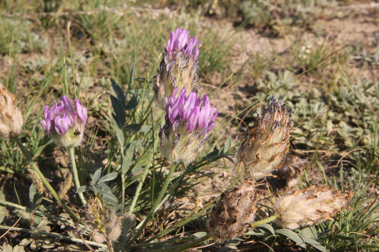 Image of Astragalus laguroides specimen.