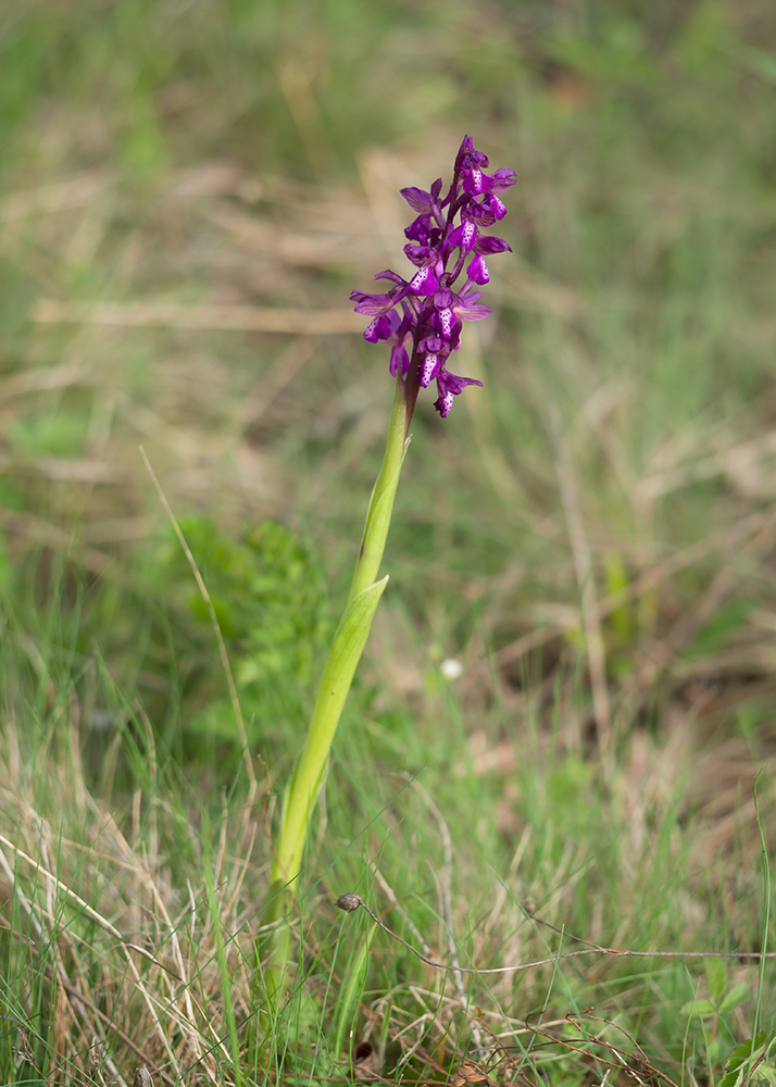 Image of Anacamptis morio ssp. caucasica specimen.