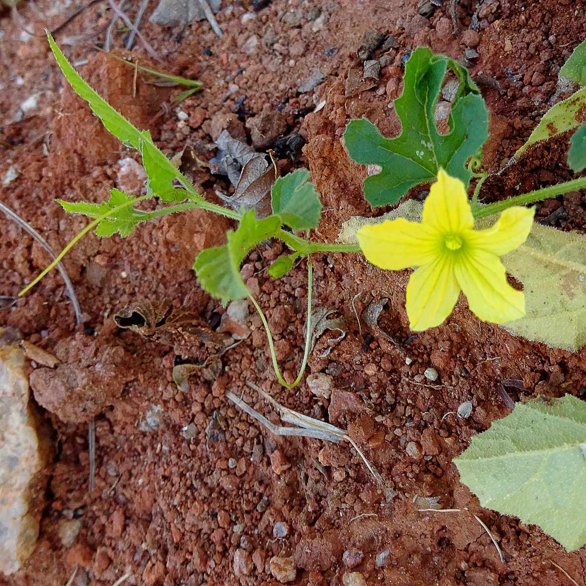 Image of Cucumis zeyheri specimen.