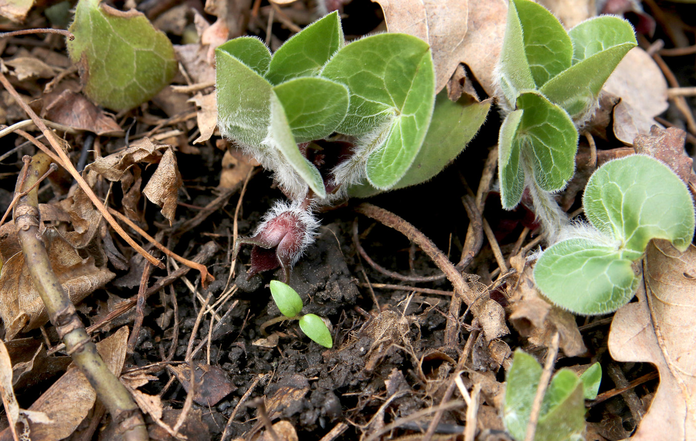 Изображение особи Asarum europaeum.