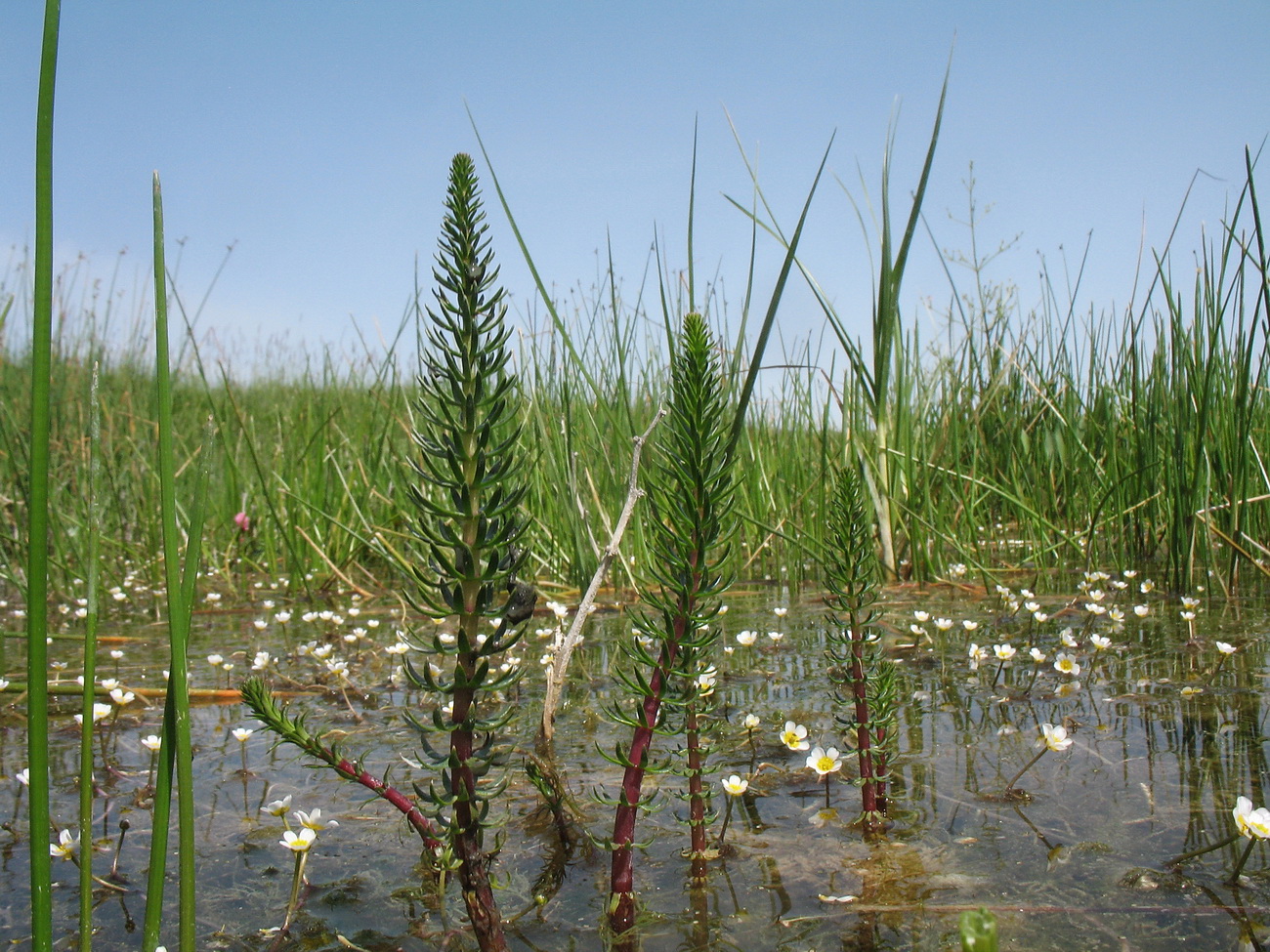 Изображение особи Hippuris vulgaris.