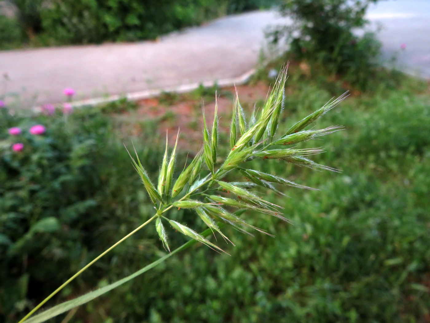 Image of genus Bromus specimen.