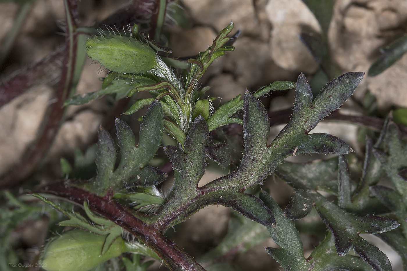 Image of familia Papaveraceae specimen.
