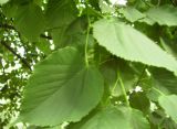 Tilia cordifolia