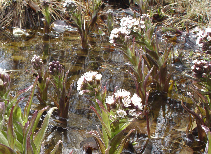 Image of Petasites frigidus specimen.