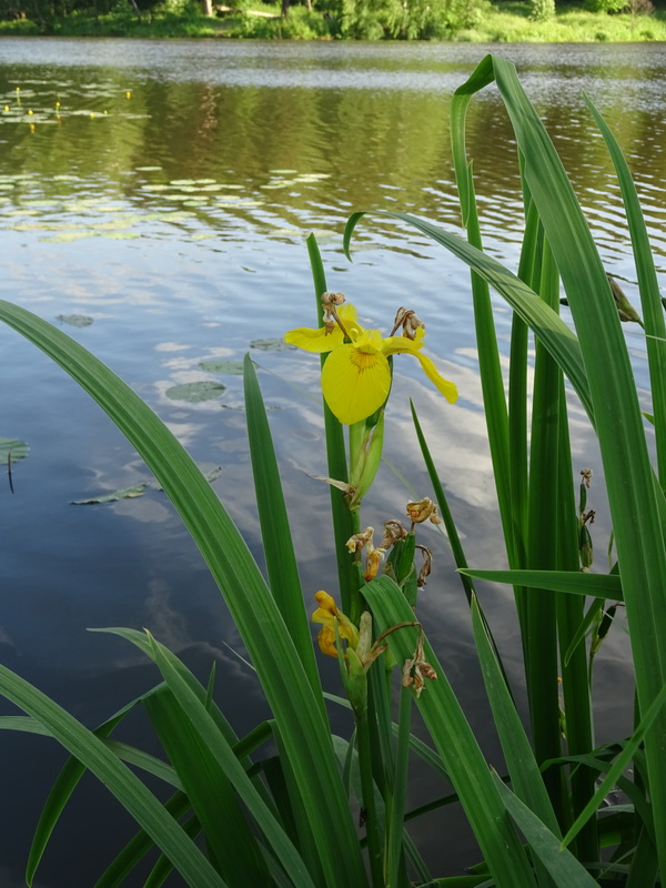 Изображение особи Iris pseudacorus.