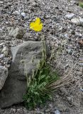 Papaver croceum