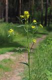 Erysimum hieraciifolium