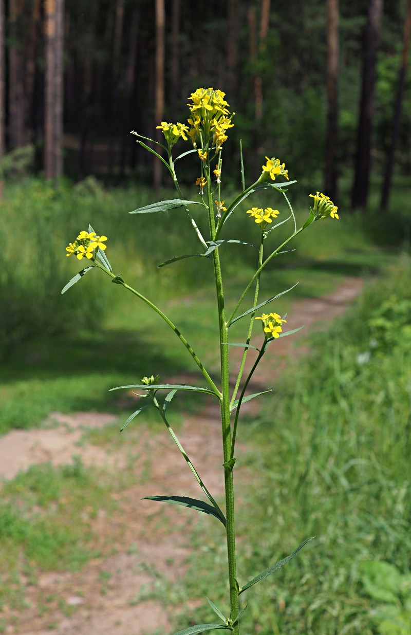 Изображение особи Erysimum hieraciifolium.