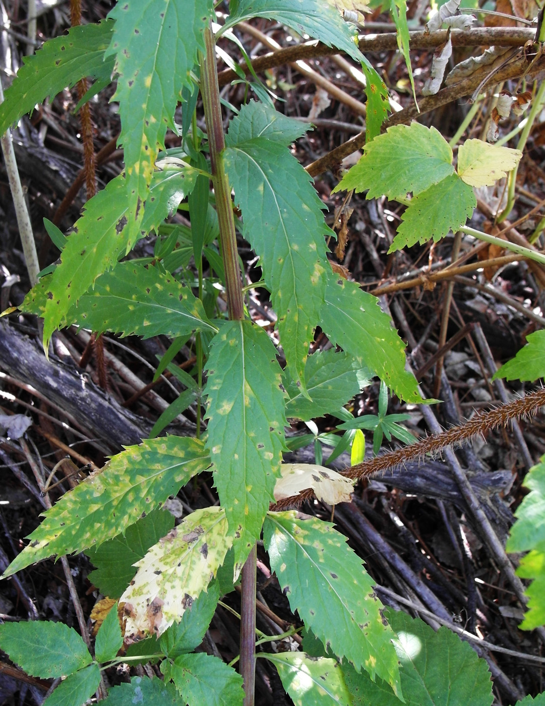 Изображение особи Adenophora lamarckii.