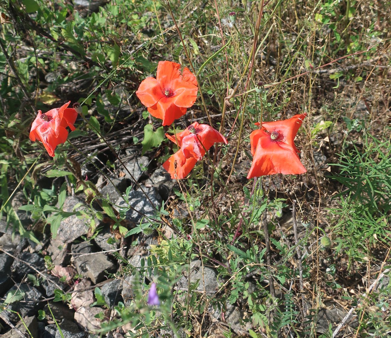 Image of Papaver rhoeas specimen.