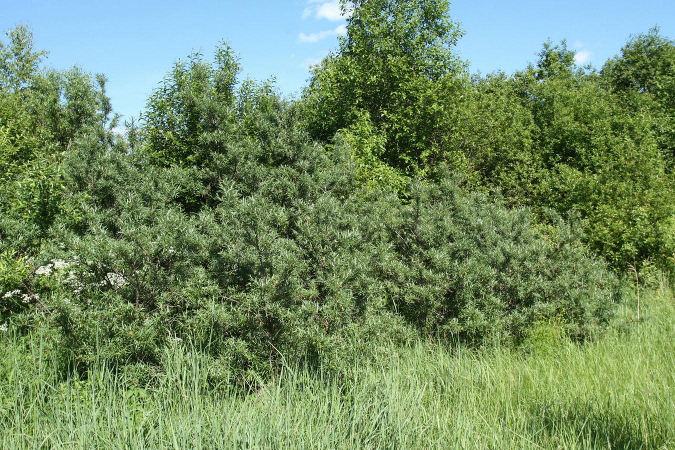 Image of Hippophae rhamnoides specimen.