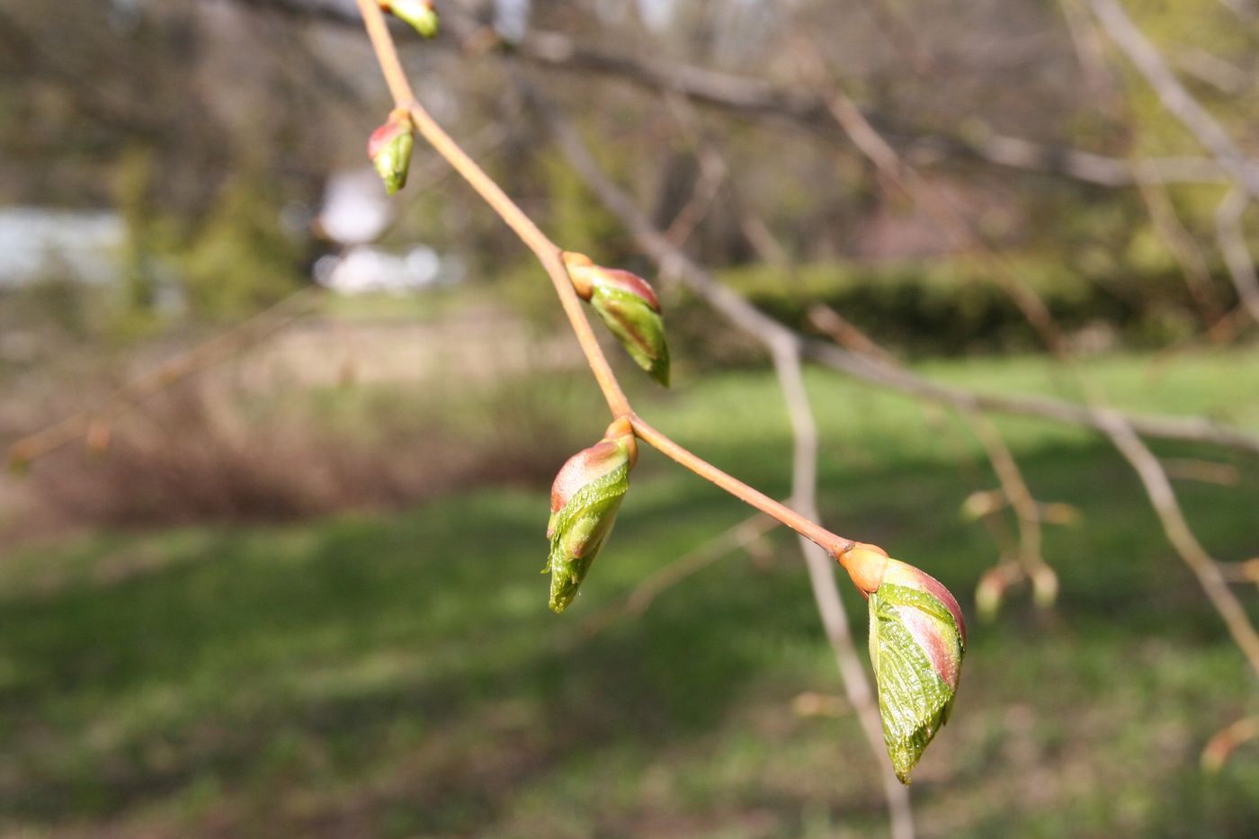 Image of Tilia begoniifolia specimen.