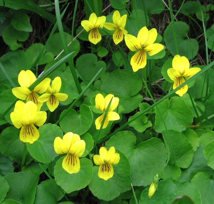 Image of Viola biflora specimen.