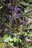 Soldanella alpina. Цветущее растение. Испания, автономное сообщество Каталония, провинция Жирона, комарка Рипольес, муниципалитет Сеткасес, окр. курорта \"Вальтер 2000\", ≈1950 м н.у.м., берег горного ручья. 15.05.2022.