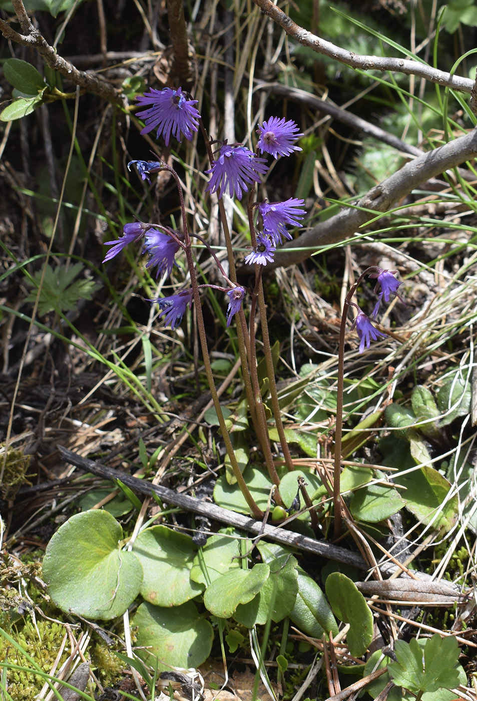 Image of Soldanella alpina specimen.