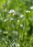 Cardamine pratensis. Верхушка цветущего растения. Санкт-Петербург, Петергоф, парк \"Александрия\", лужайка в нижней части парка. 24.05.2021.