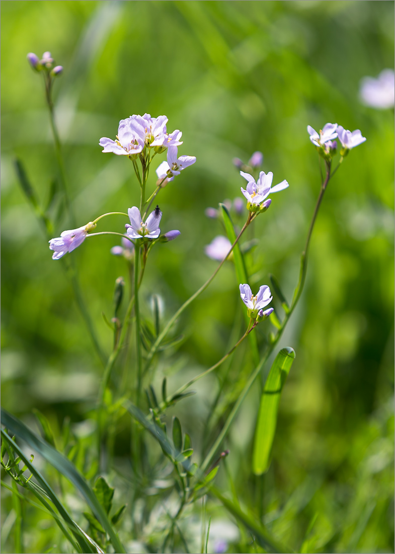 Изображение особи Cardamine pratensis.