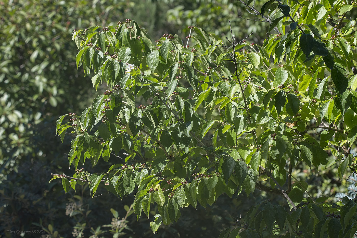 Image of genus Lonicera specimen.