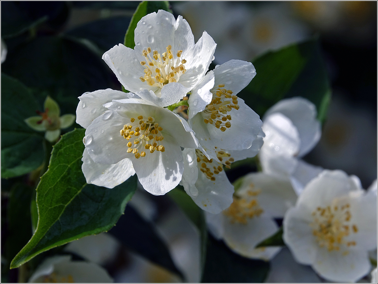 Изображение особи Philadelphus pubescens.