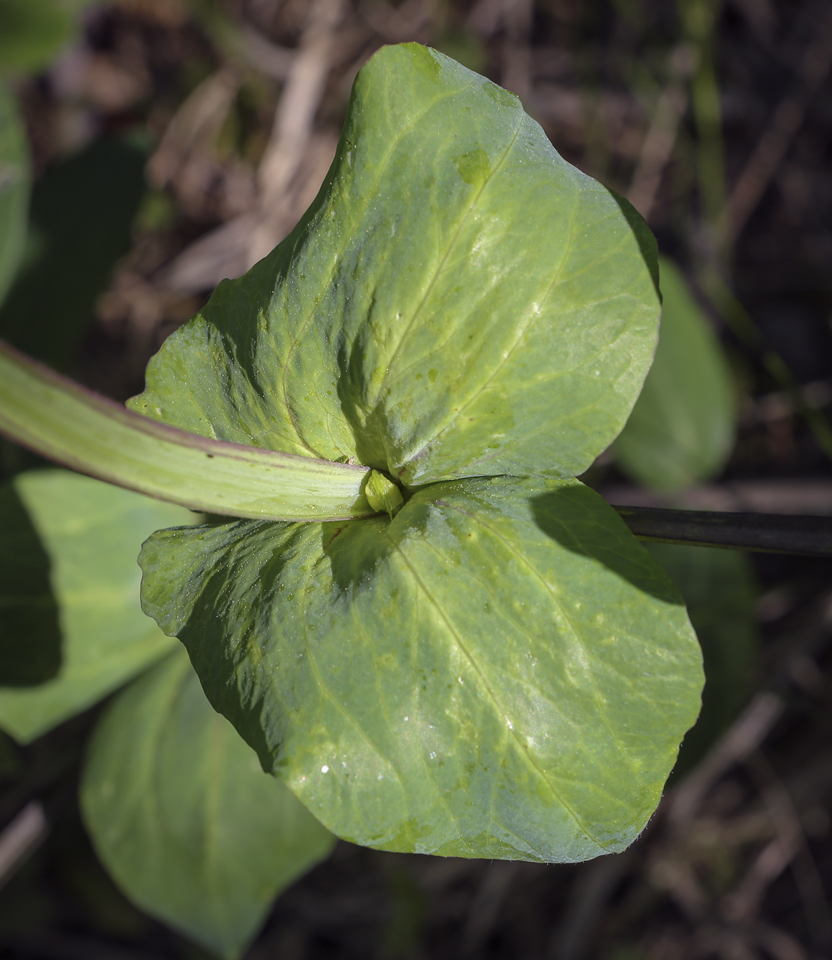 Image of Lathyrus pisiformis specimen.