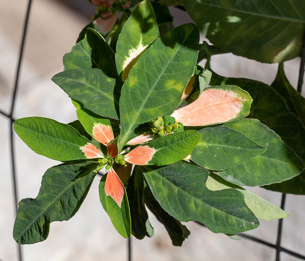 Image of Euphorbia cyathophora specimen.