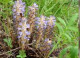 Orobanche coerulescens