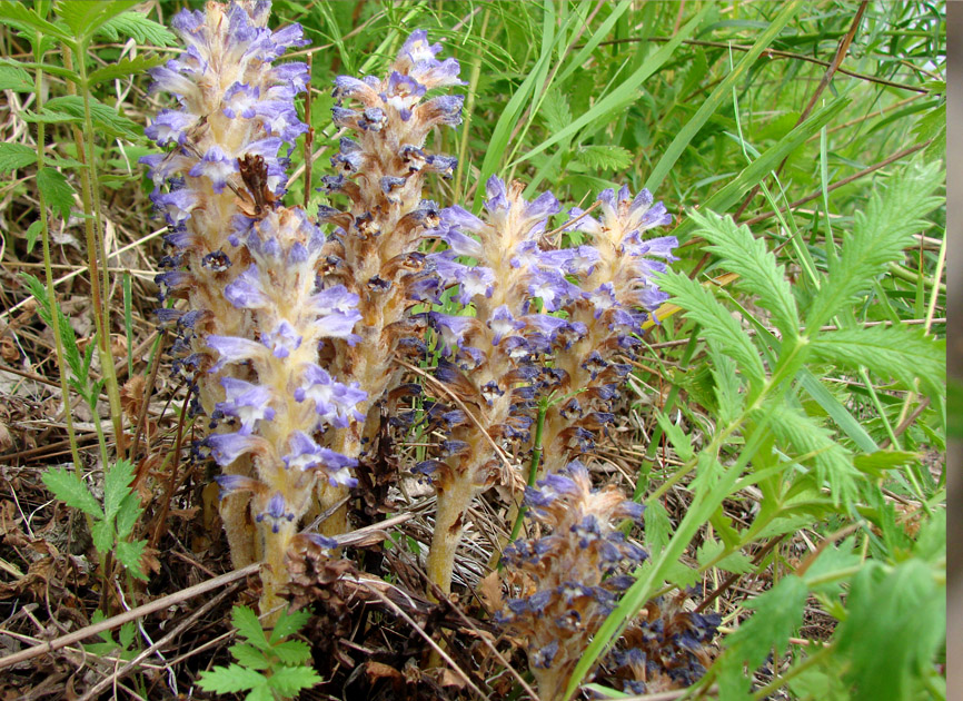 Изображение особи Orobanche coerulescens.