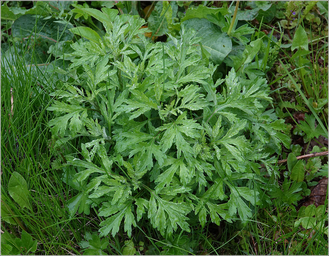 Изображение особи Artemisia vulgaris.