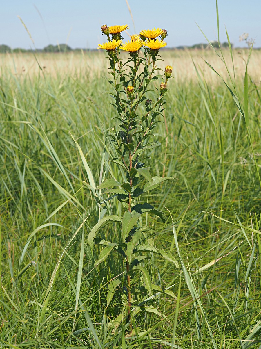 Image of Inula salicina specimen.