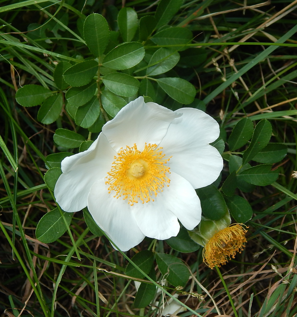 Image of genus Rosa specimen.