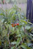 Solanum kitagawae