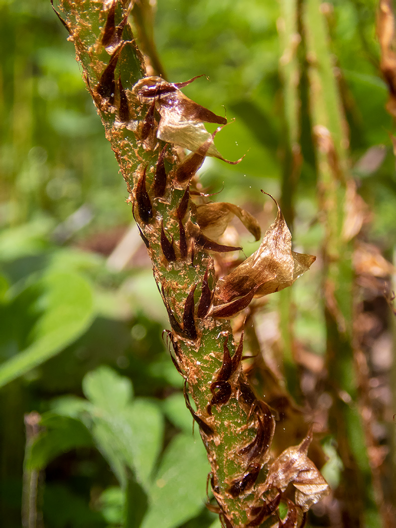 Изображение особи Dryopteris expansa.