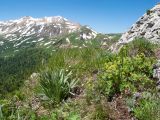 Plantago atrata